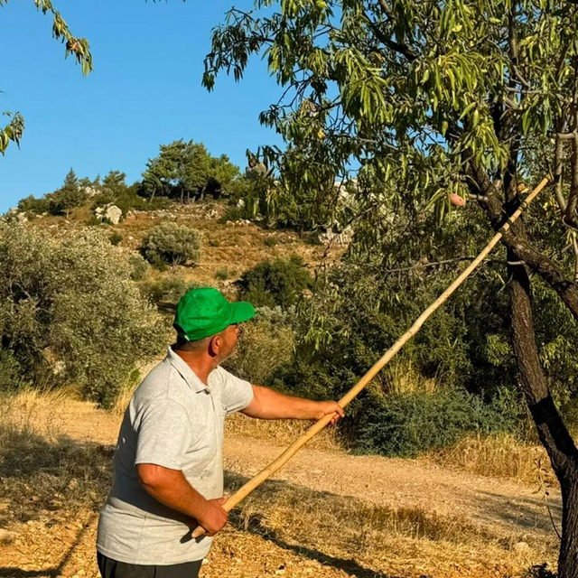 Datça'da badem hasadı başladı