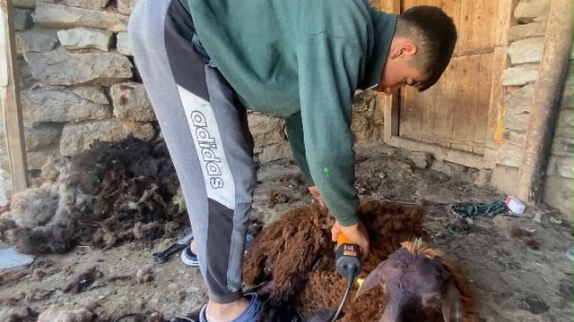 Kavurucu sıcaklar küçükbaş hayvanlarda kırkım mesaisini başlattı