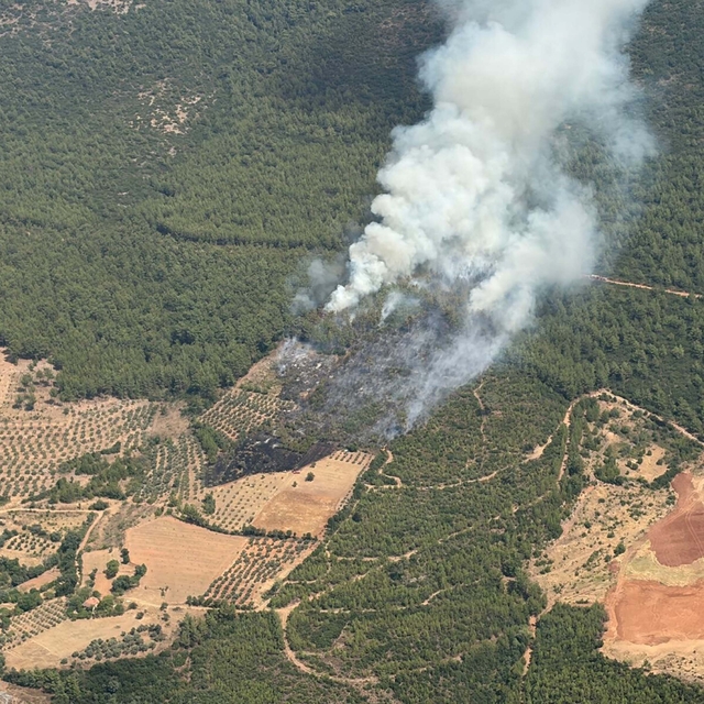Muğla'da orman yangını