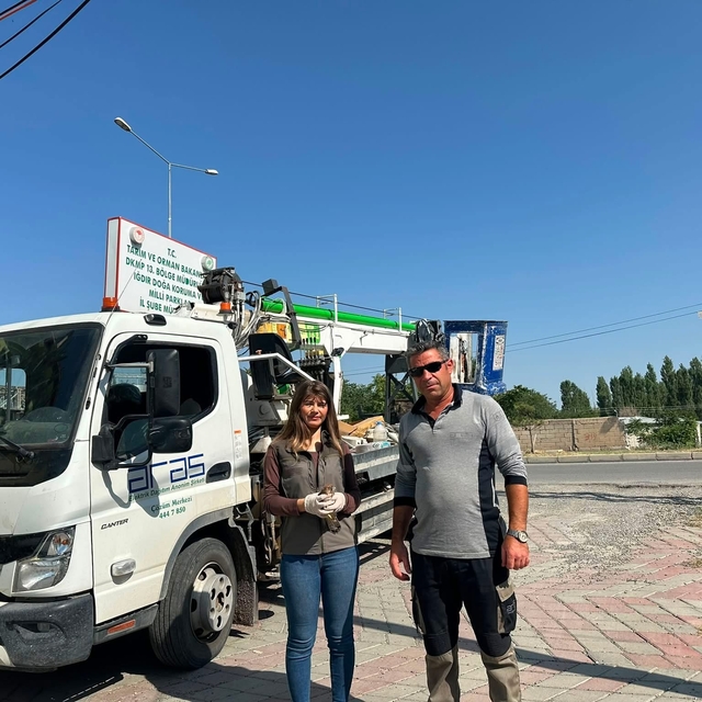 Iğdır'da doğada halsiz bulunan kerkenez koruma altına alındı