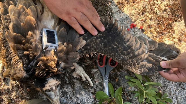 Trakya'da bir ilk: Küçük akbabalara uydu vericisi takıldı