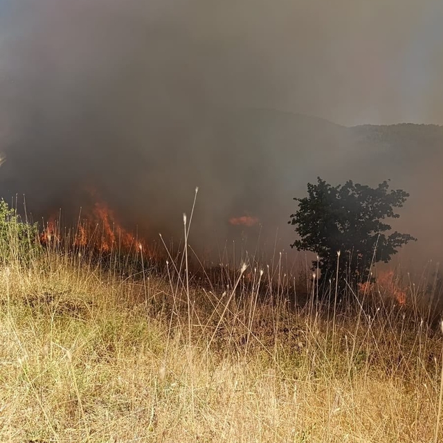 Muş'ta ormanlık alanda çıkan yangın kontrol altına alındı