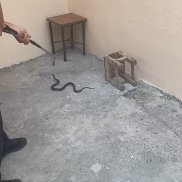 Kars'ta evin bahçesine giren yılan itfaiyeyi harekete geçirdi