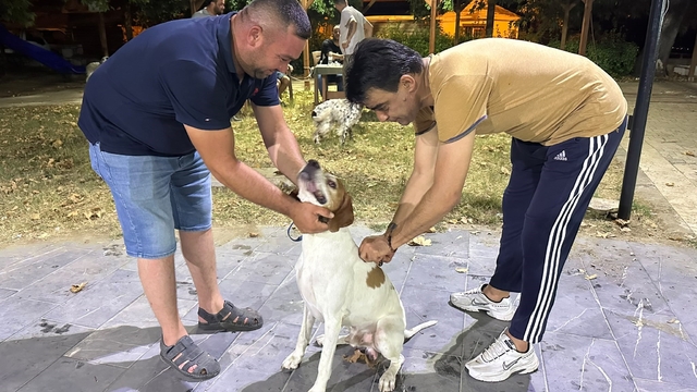Sarıgöl'de av köpeklerine kuduz aşısı seferberliği