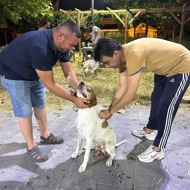 Sarıgöl'de av köpeklerine kuduz aşısı seferberliği