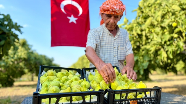 Bardacık incirinde hasat heyecanı başladı