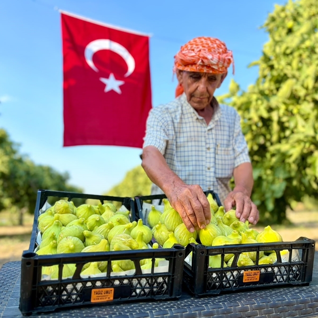 Bardacık incirinde hasat heyecanı başladı