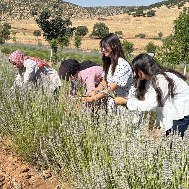 40 yıldır atıl duran arazi, kadınların emeğiyle lavanta bahçesine dönüştü