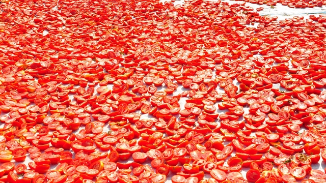 Manisa'da kurutulan domatesler 91 ülkenin sofralarına gidiyor