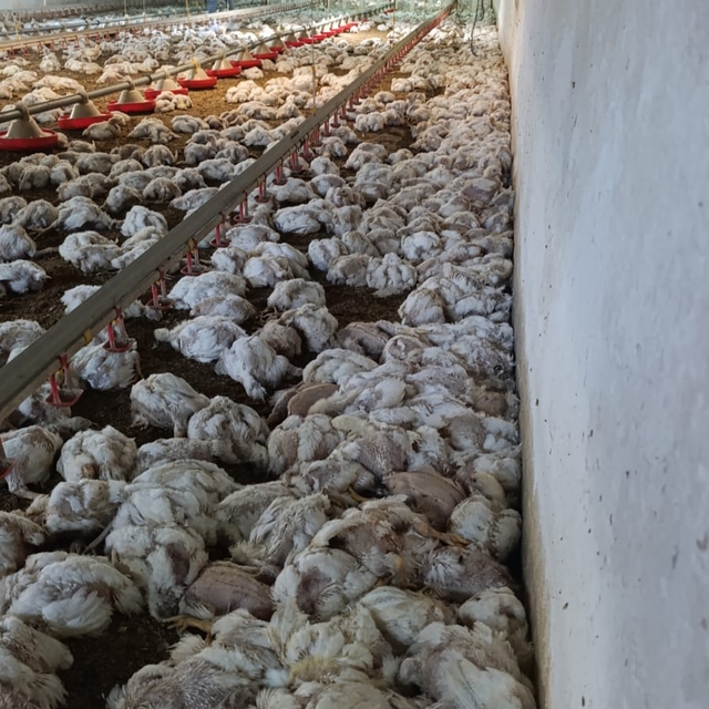 Çiftliğin havalandırması arızalanınca 4 bin tavuk öldü