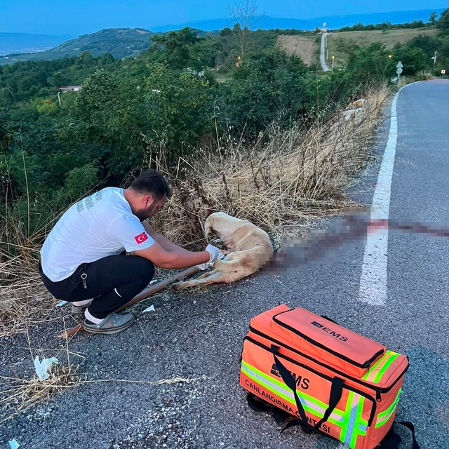 Yolda yaralı köpeğe ilk müdahaleyi sağlık ekipleri yaptı
