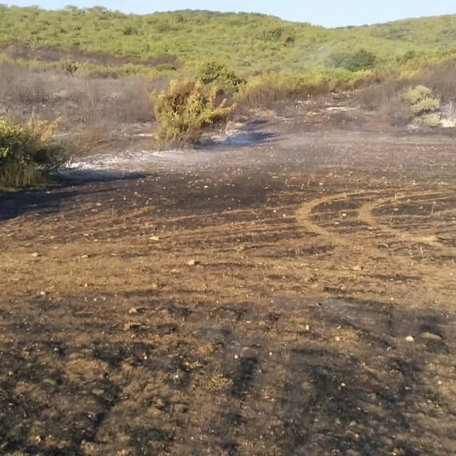 Manyas'da orman yangını (2)