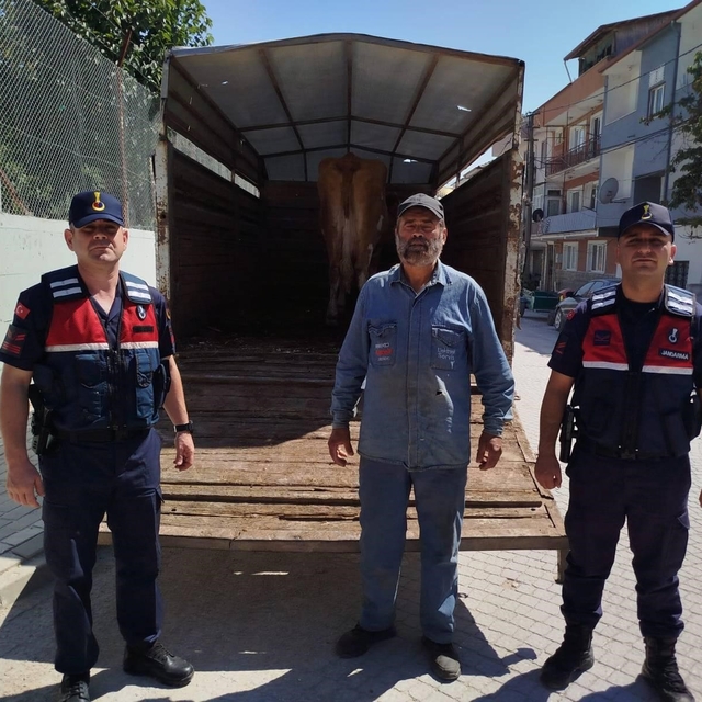 Eskişehir'de çalınan büyükbaş hayvanlardan biri Bilecik'te bulundu