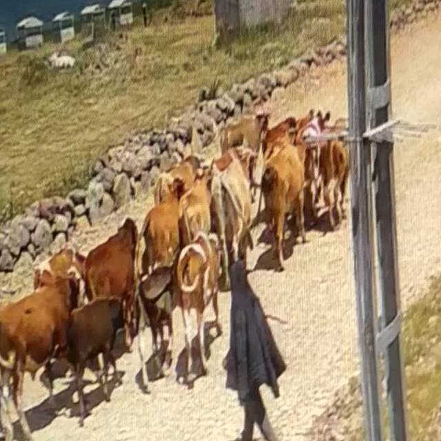 Ağrı'da çalınan 22 büyükbaş hayvandan 15'i bulundu