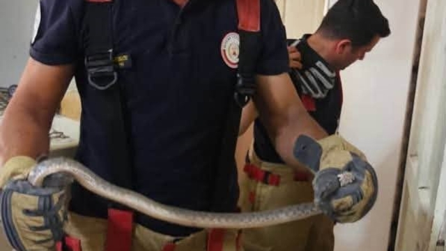 Antakya'da evlere giren yılanlar yakalandı