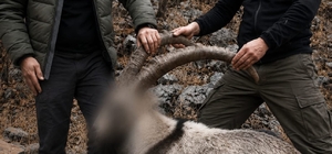 Siirt'te koruma altındaki 5 yaban keçisini avlayanlara ceza