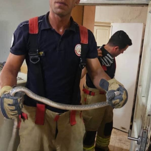 Antakya'da evlere giren yılanlar yakalandı