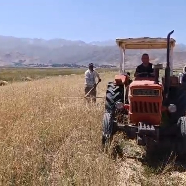 Yüksekova'da sıcak havaya rağmen çiftçilerin hasat mesaisi başladı