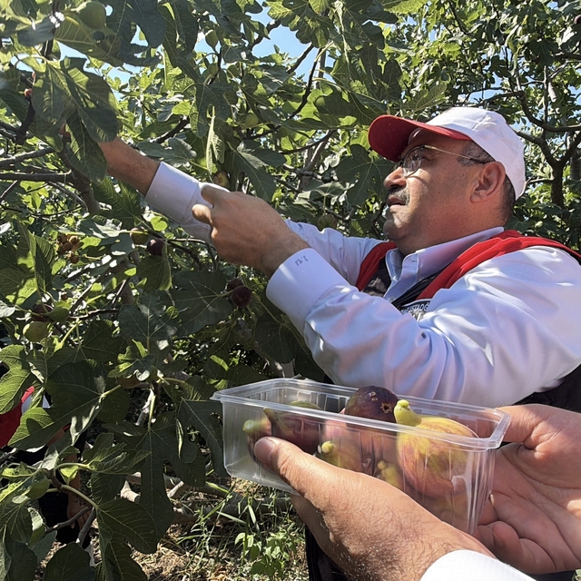 Coğrafi işaretli Havran siyah incirinde hasat başladı