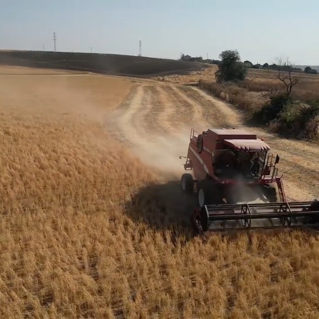Tekirdağ'da sertifikalı nohut hasadı