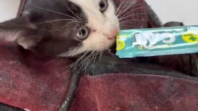 Kurtardığı kedi aracının motoruna girdi
Yavru kediyi ezilmekten kurtardı, kedi kendi aracının motoruna girdi