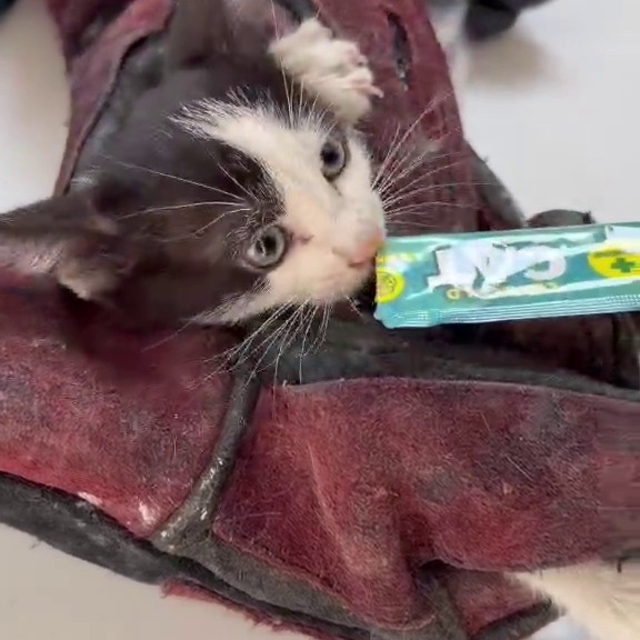 Kurtardığı kedi aracının motoruna girdi
Yavru kediyi ezilmekten kurtardı, k...
