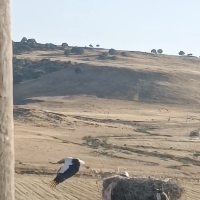 Diyarbakır'da ayağı yuvasındaki bez parçasına takılan leylek kurtarıldı