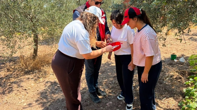 Manisa'da zeytin ve meyve bahçeleri zararlılara karşı takipte