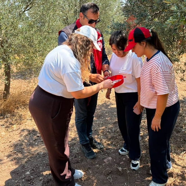 Manisa'da zeytin ve meyve bahçeleri zararlılara karşı takipte
