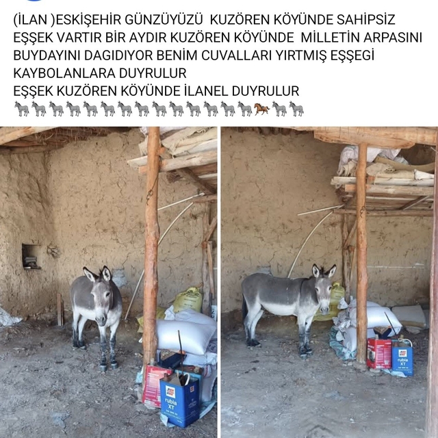 Kırsal mahalledeki başıboş eşek merak konusu