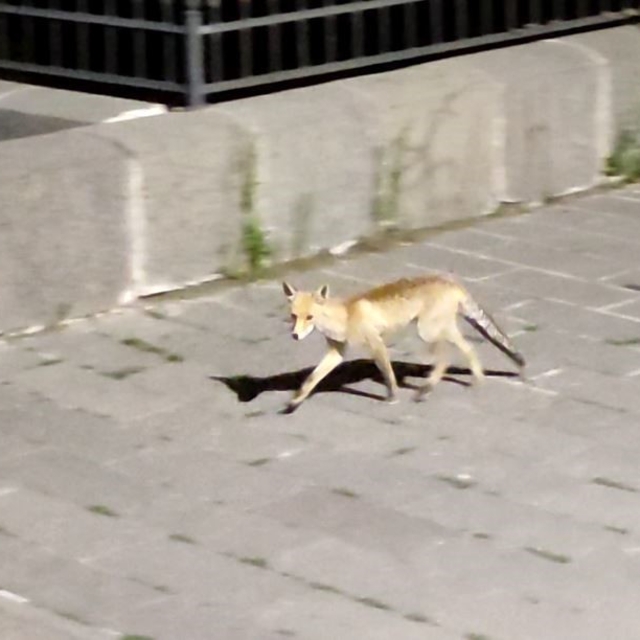 Şehre inen tilki böyle görüntülendi