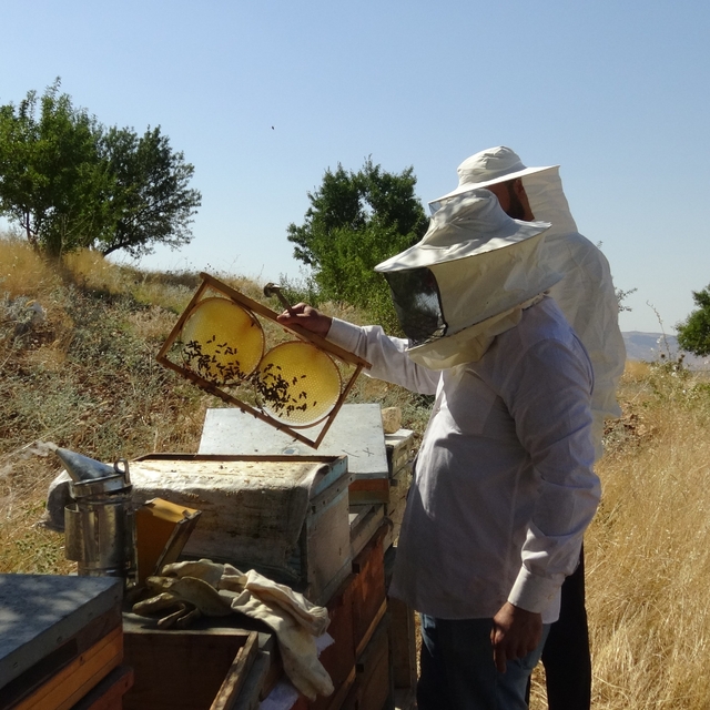 Gercüş'te bal hasadı heyecanı: Üreticinin yüzü gülüyor