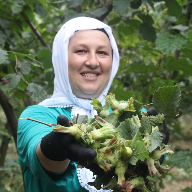 'Yeşil altın' fındıkta ilk hasat başladı
Ordu'da üreticiler ve işçiler bahç...