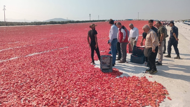 Saruhanlı'da 1.500 ton kuru domates ihraç ediliyor