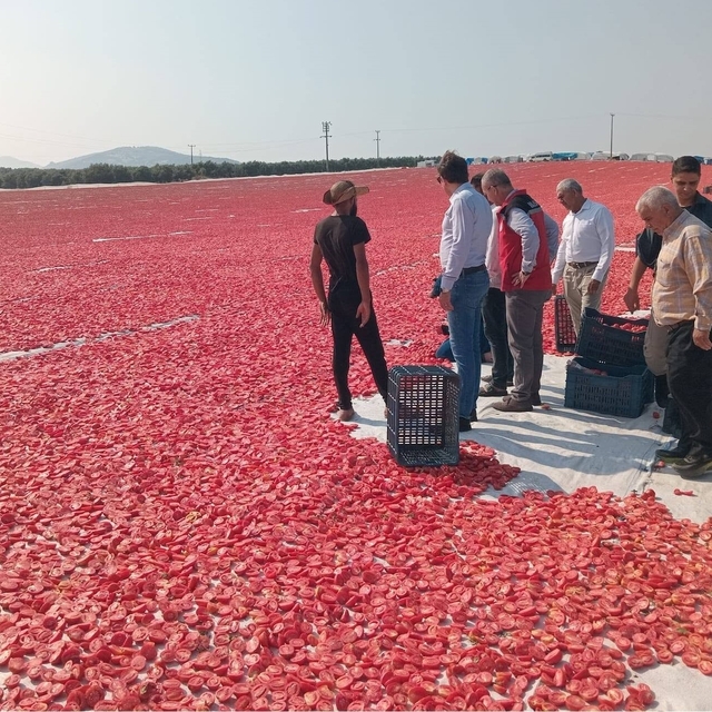 Saruhanlı'da 1.500 ton kuru domates ihraç ediliyor