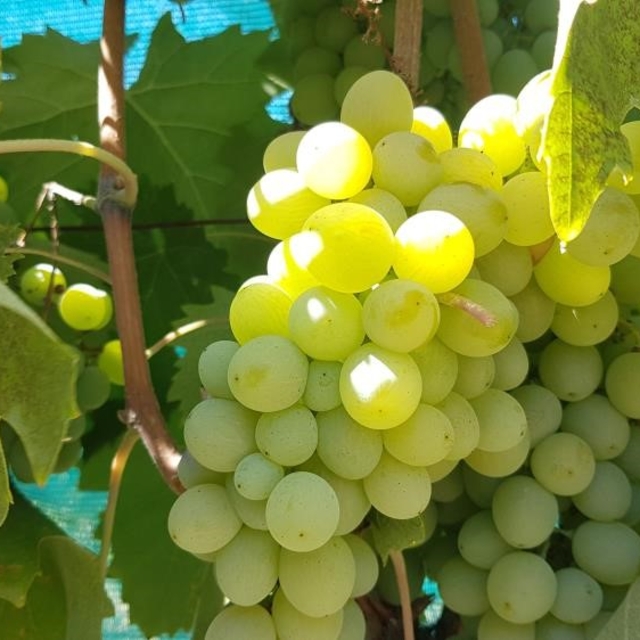 Salihli'de salkım güvesi uyarısı