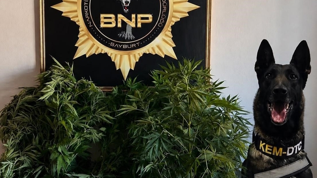Bayburt'ta 27 kök Hint keneviri ele geçirildi