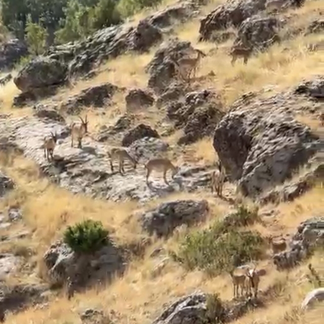 Diyarbakır'da Gelincik Dağı'nda sürü halinde gezen dağ keçileri görüntülend...