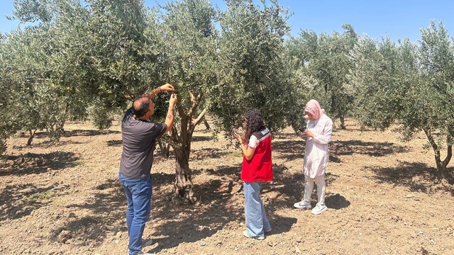 Zeytin sineğine karşı Manisa'da bahçeler tek tek kontrol ediliyor