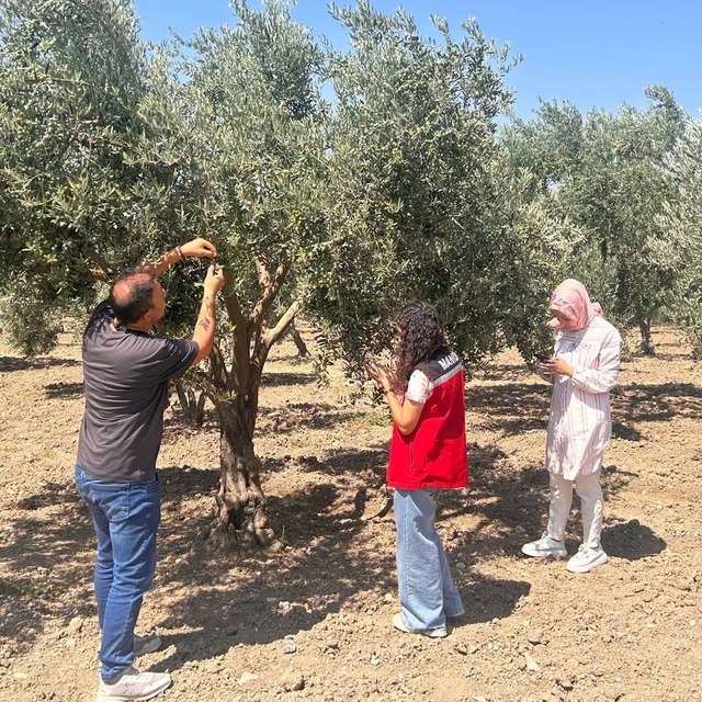 Zeytin sineğine karşı Manisa'da bahçeler tek tek kontrol ediliyor