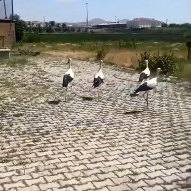 Tedavisi yapılan leylekler doğaya bırakıldı