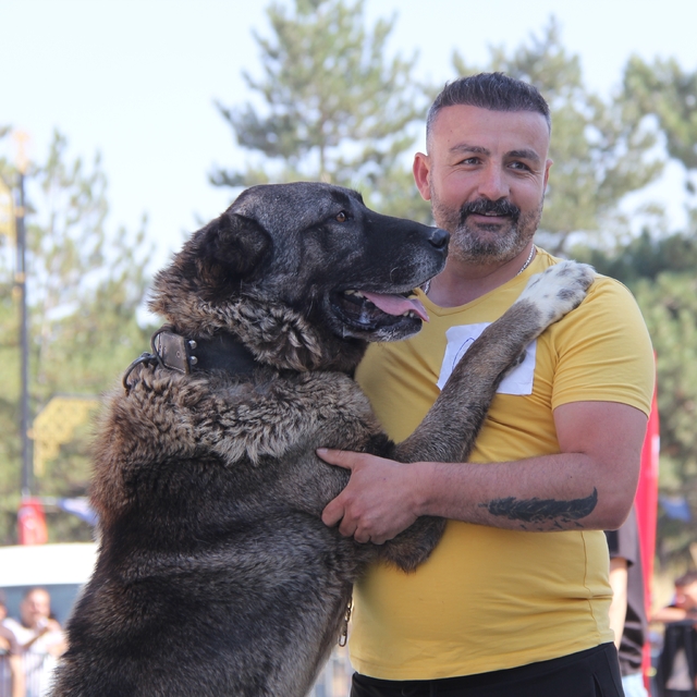 Sivas'ta Kangal köpekleri podyuma çıktı