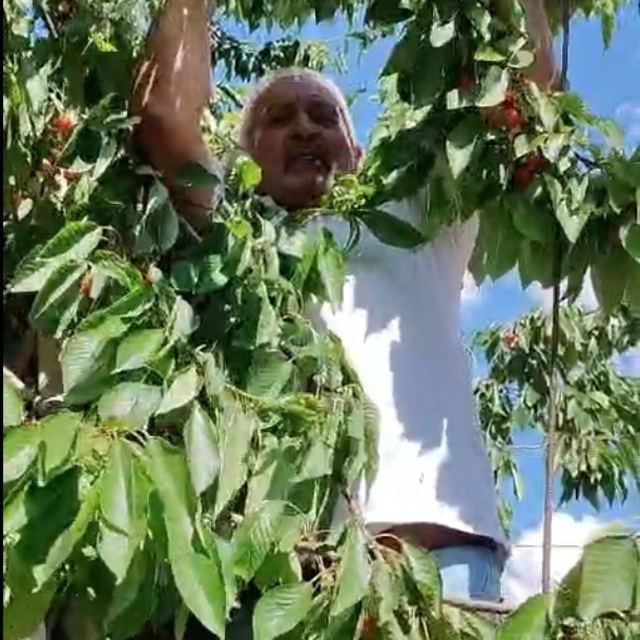 Kitre köyünde olgunlaşan kirazların dalda kalanları kargalara bırakılıyor