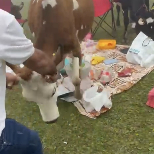 Rize'de piknik masasının davetsiz misafirleri ile piknikçiler arasında güld...