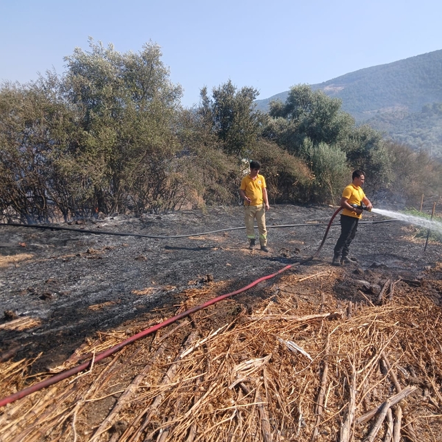 Milas Bafa'da tarım arazisindeki yangın söndürüldü