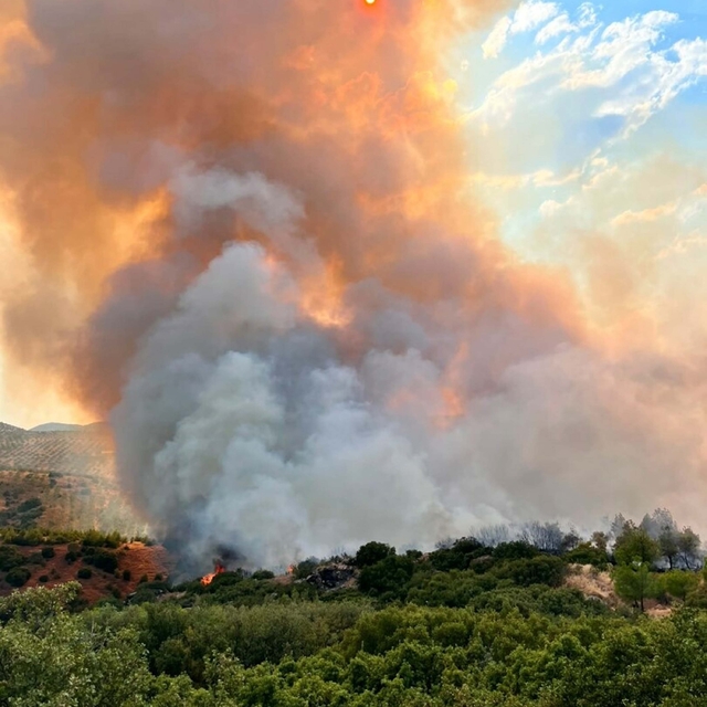 Manisa'da orman yangını