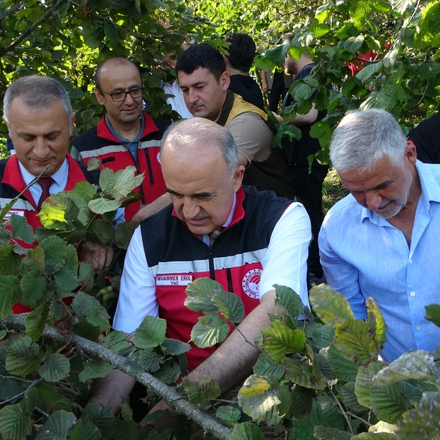 Ordu'da fındık hasadı resmi olarak başladı