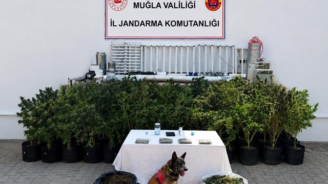 Bodrum'da evden 56 kök kenevir ve 10 kilo skunk ele geçirildi