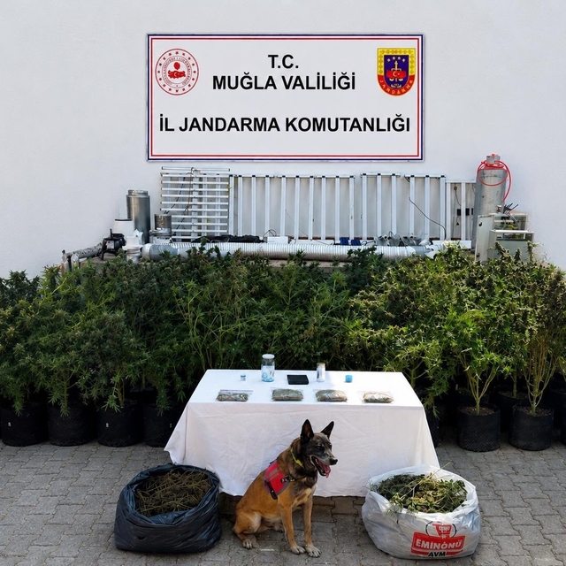 Bodrum'da evden 56 kök kenevir ve 10 kilo skunk ele geçirildi
