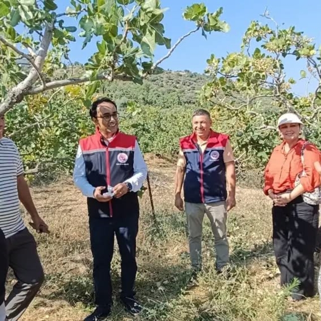 Yenipazar'da antepfıstığı hasadı başladı